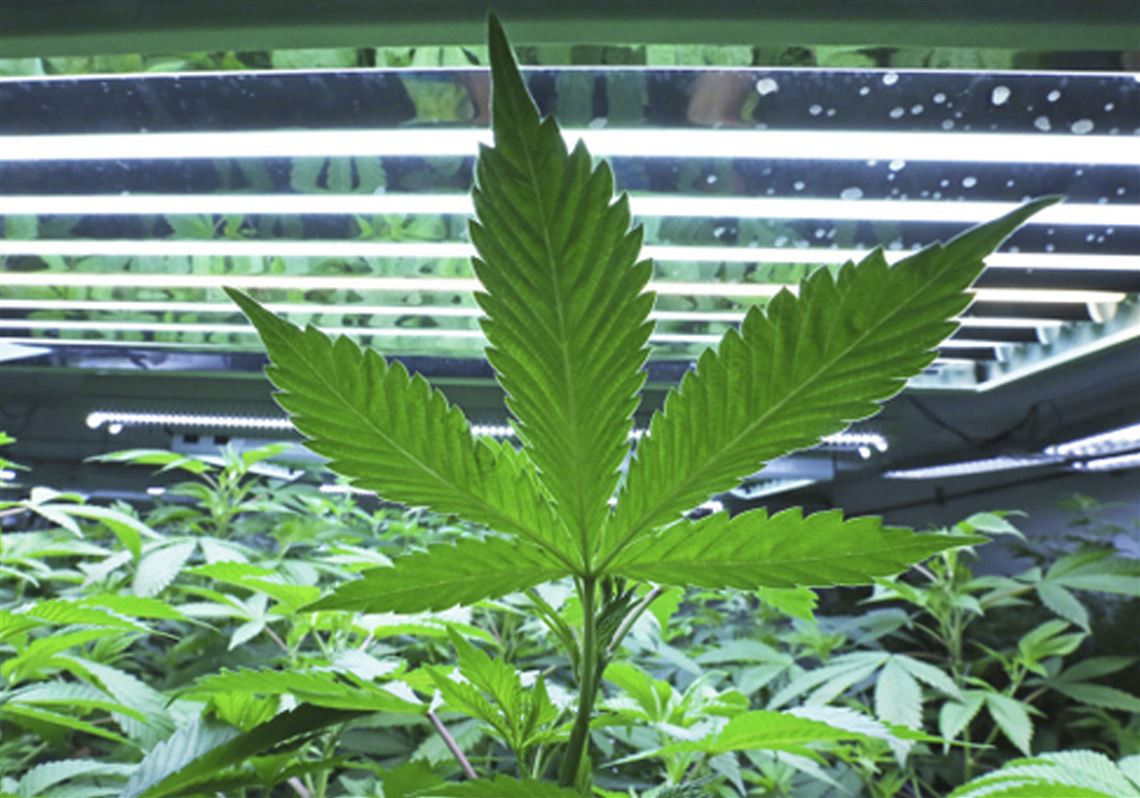 Many Pennsylvania Residents Support Legal Recreational Marijuana
