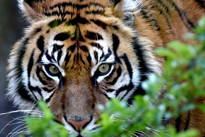 Marijuana Smokers Found a Huge Tiger in an Abandoned House