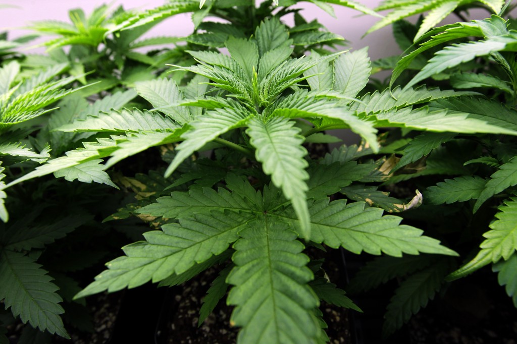 A Bill to Increase Potency of Marijuana Wins House Approval in Iowa