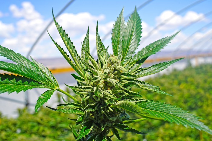 Oregon Lawmakers Put Freeze on Marijuana Growing