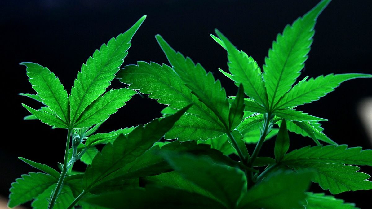 Parents in Washington Get Closer to Being Allowed to Give Children Marijuana at School