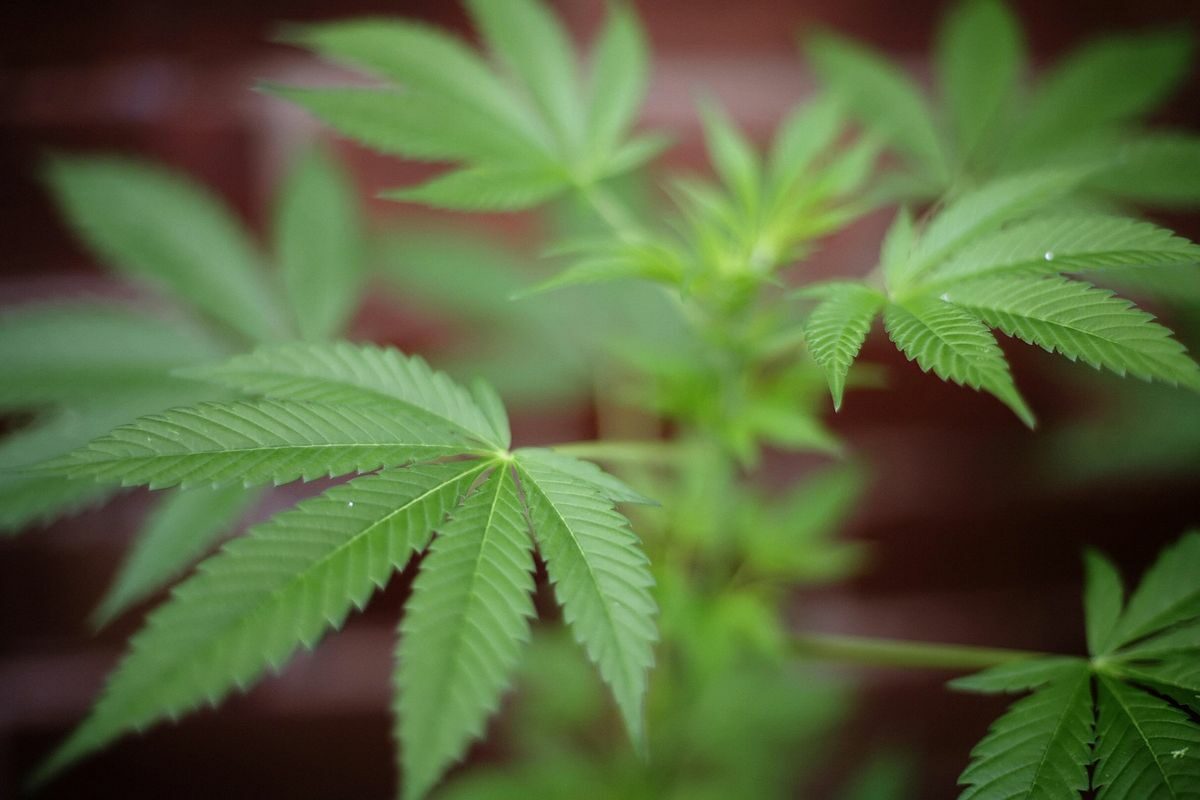 Nebraska Legislature’s Judiciary Committee Approves Medical Marijuana Legalization Bill