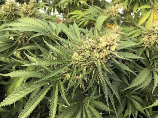 First Medical Marijuana Dispensary in Greater Cincinnati Area to Soon Open