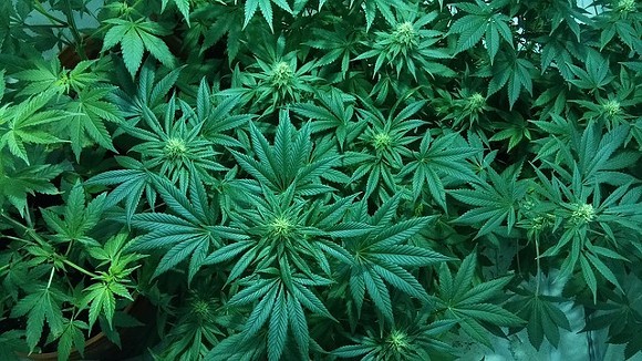 Alabama Senate Approves Medical Marijuana Bill