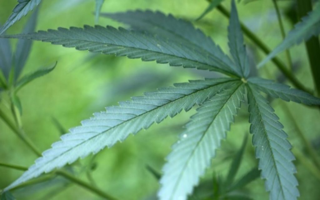 Marijuana Producer Canopy Growth Reports Four-Fold Jump in Revenue