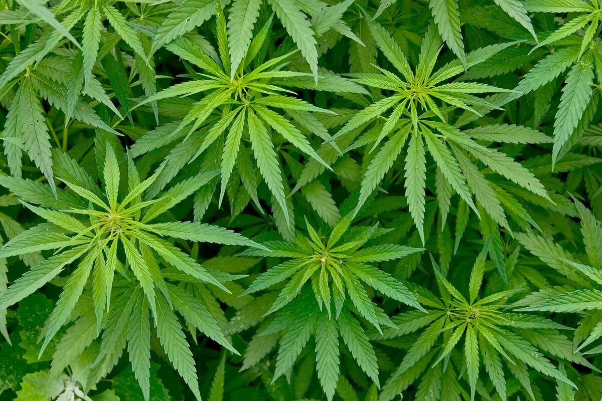 Evidence of Marijuana Use from 2,500 Years Ago Has Been Found