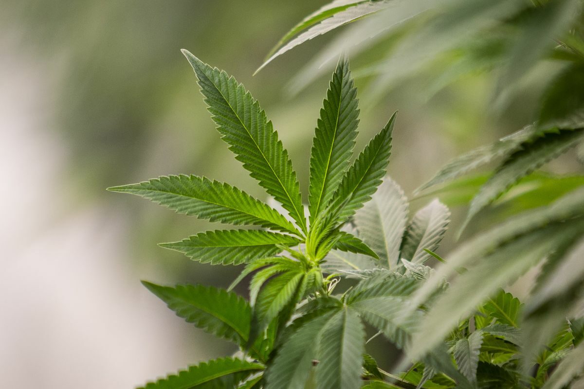 Florida Court Says State Created an Oligopoly For Marijuana Businesses