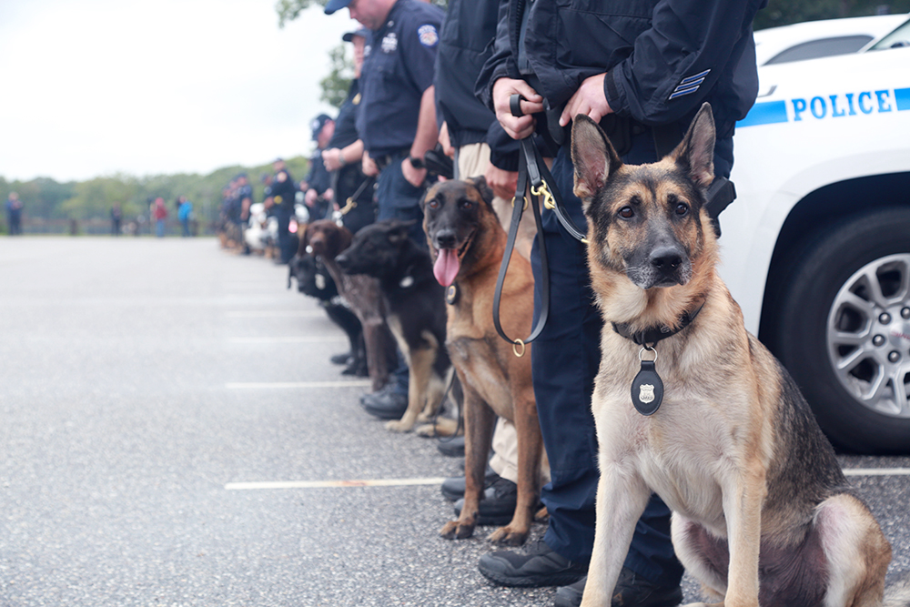 Ohio Police Dogs May Not be Fit for Sniffing Marijuana Anymore