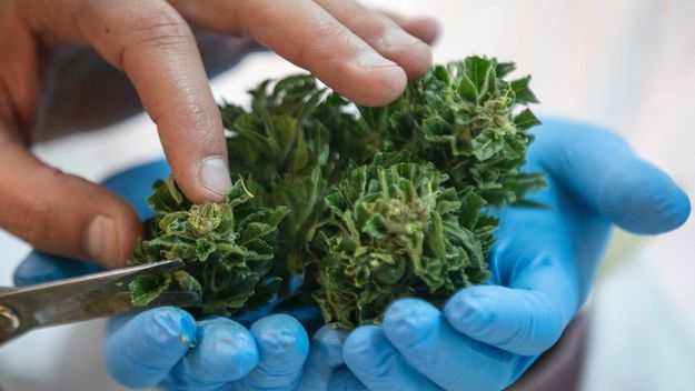 Harvard Researchers Say Marijuana Chemical has Potential for Pancreas Cancer Therapy