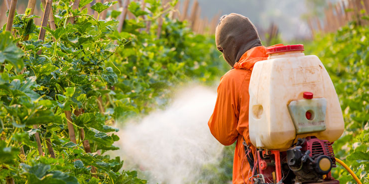 Dangerous Pesticide Being Used by Mexican Drug Traffickers in California