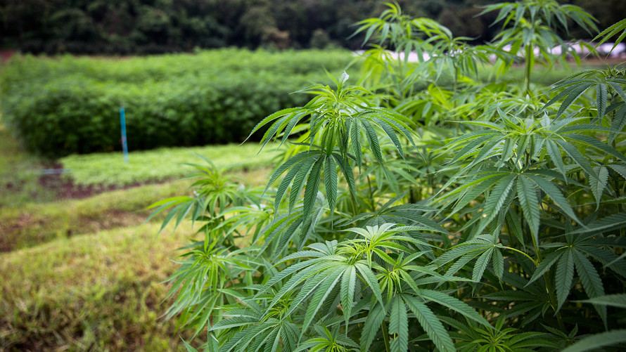 The Nation’s Only Hemp Seed Bank is Being Created