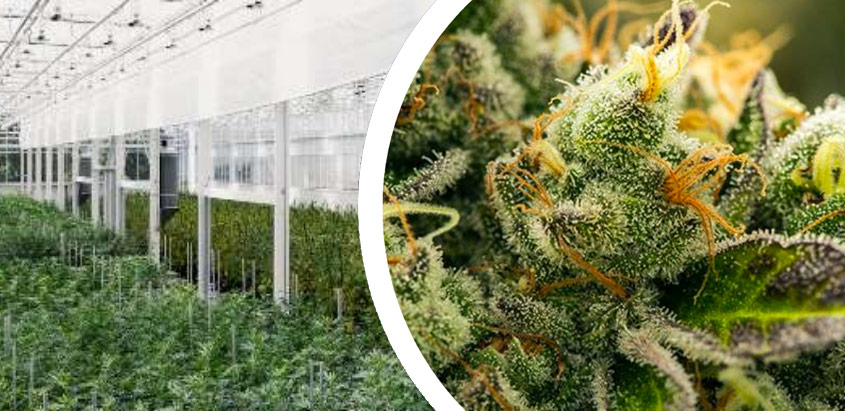 Investor Alert: These Successful Organic Cannabis Pioneers Appear Poised to Strike Again