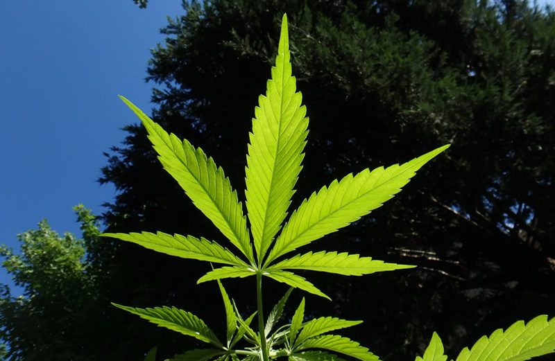 Top Cowen Analyst Initiates Coverage on These Marijuana Companies