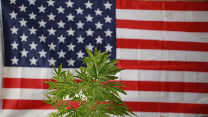This Many States Will Fully Legalize Marijuana by 2024