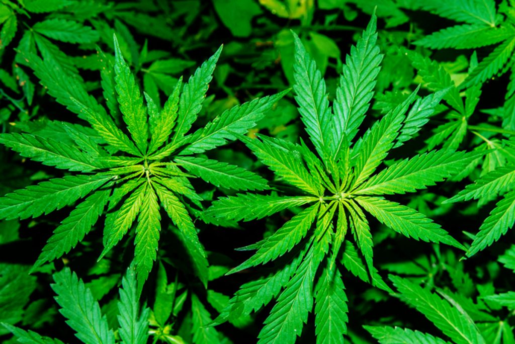 Marijuana Found on Nuclear Site