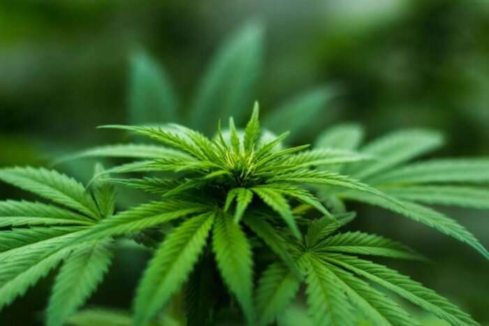 Scottsdale Arizona to See High End Marijuana Dispensary in Downtown