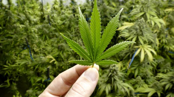 Top Marijuana Expert Says Marijuana Is Not Benign