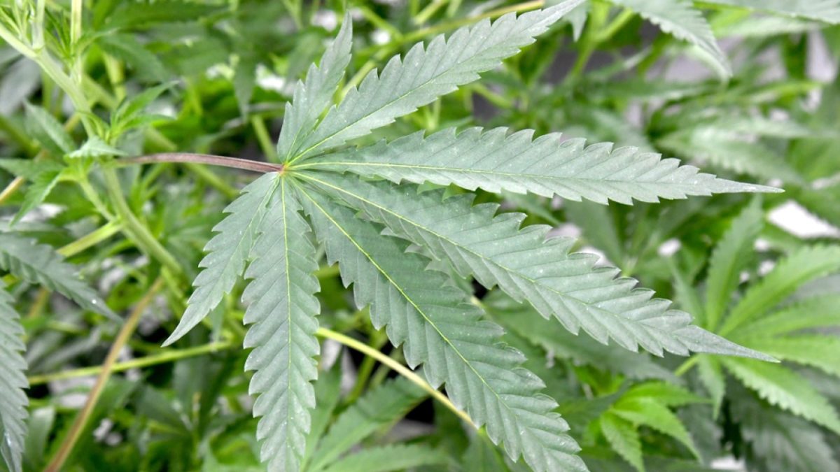 New Jersey Marijuana Legislation May Be Left Up to Voters