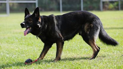 Drug Sniffing Dogs in Florida May Be Out of Work