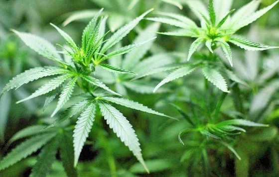 Rock Island May Soon Have Marijuana Smoking Lounges