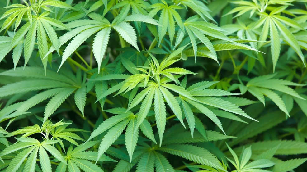 Large Canadian Bank Slashes 2020 Cannabis Sales Forecast