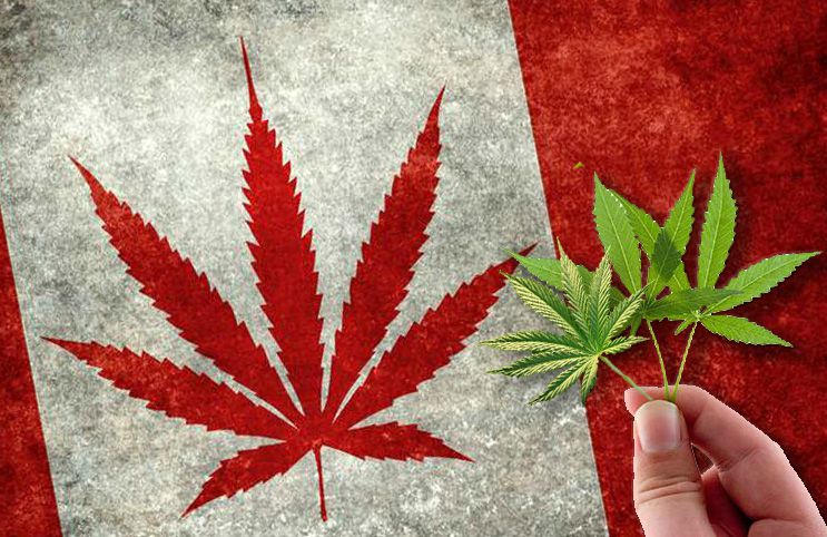 Marijuana Market Surpasses 100 Retail Store Authorizations in Ontario