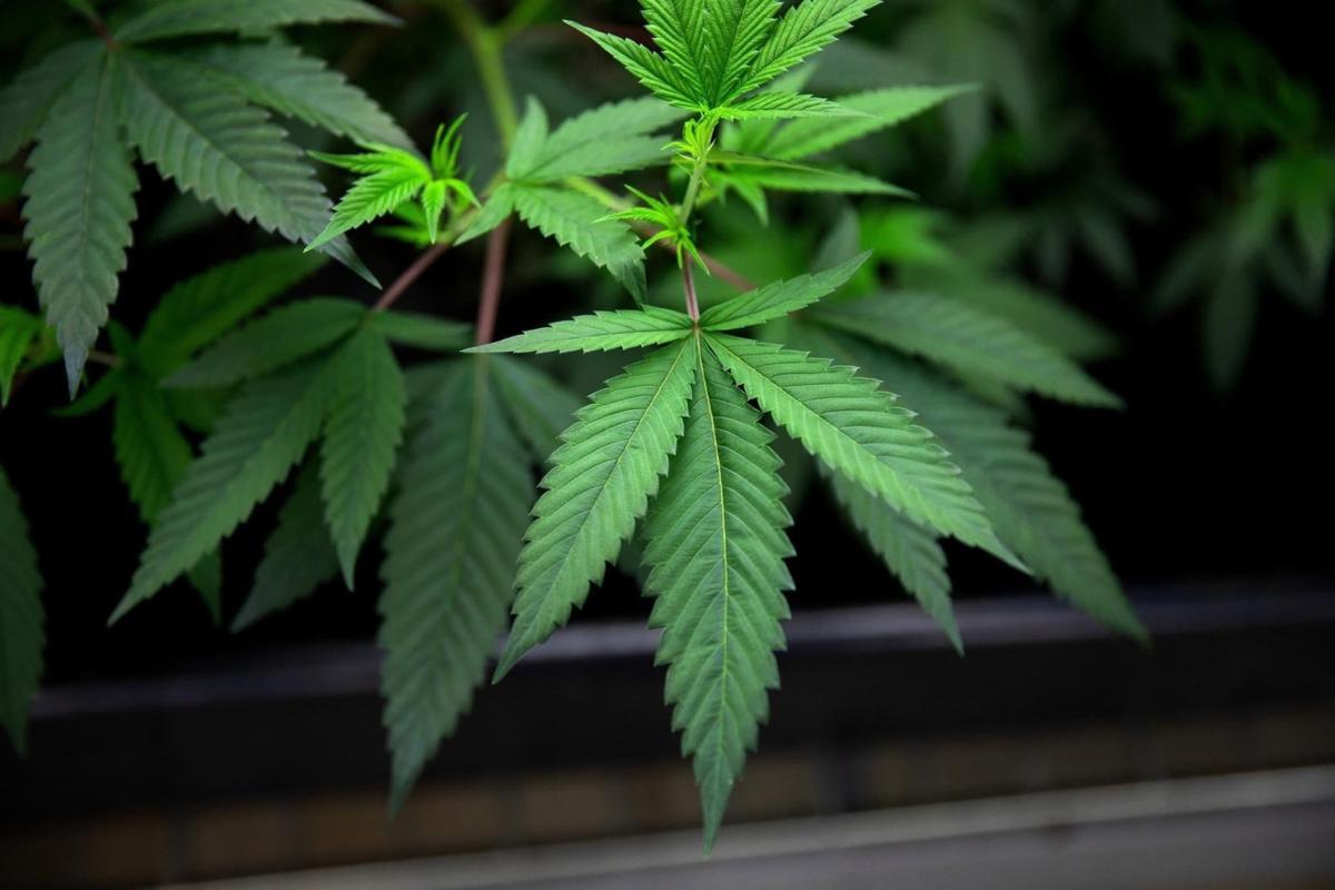 Illinois Has Delayed Marijuana Dispensary Licenses for Minority Entrepreneurs