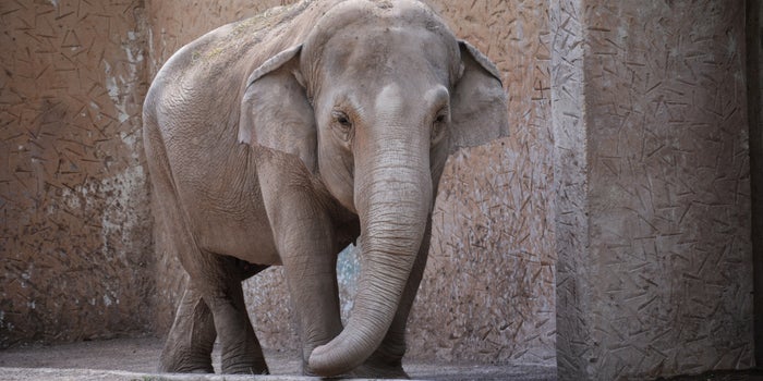 A Polish Elephant is About to Test Cannabis-extract Oil