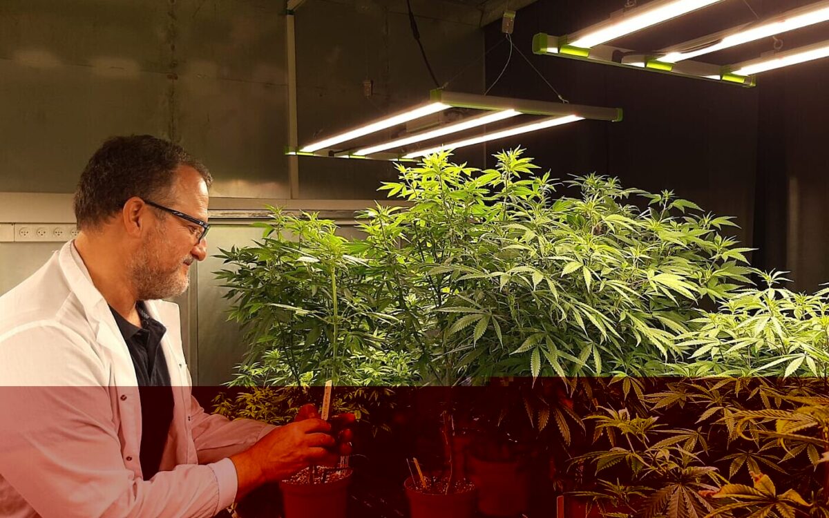 Israeli Startup CanBreed to Enhance Cannabis Seeds Using Gene Editing