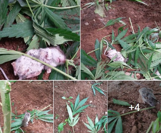 A Small Mouses Passes Out After Munching on Cannabis Leaves