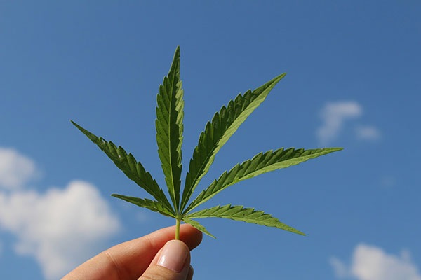Israeli Company Achieves Success in Potential Cannabis Treatment for Skin Diseases