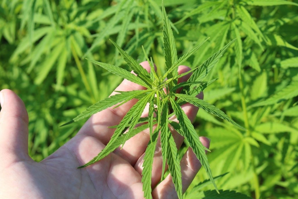A Genetic Test May Be Able to Predict THC in Cannabis Plants