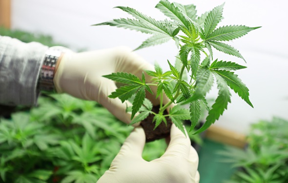 Panaxia Becomes First Israeli Company to Get Marketing Permit to Sell Medicinal Cannabis Products in Germany