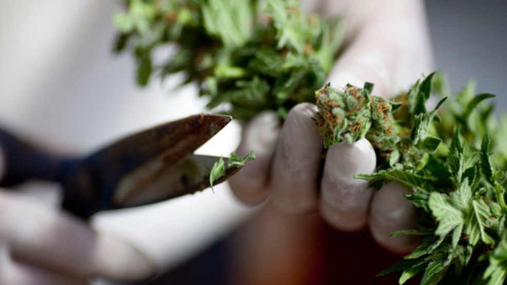 Kansas City Medical Cannabis Cultivator Greenlight Prepares for First Harvest