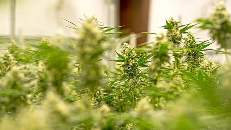 Washington Could Soon Legalize Marijuana Home Cultivation