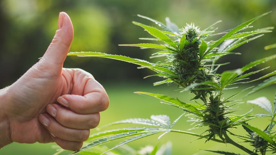 Indiana Takes a Step Towards Marijuana Legislation
