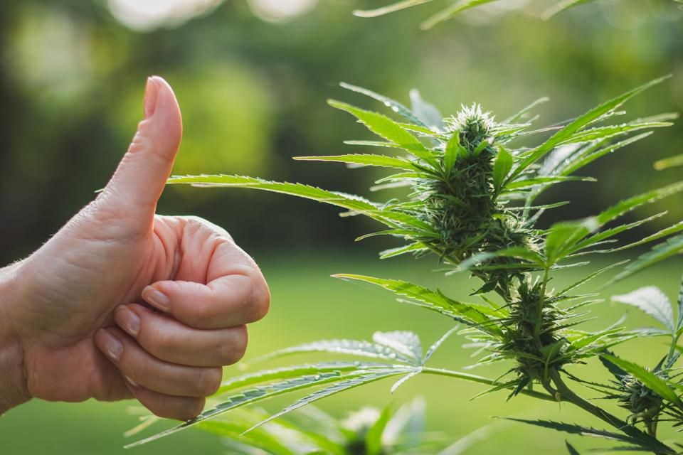 Connecticut Poll Finds Support for Legal Marijuana Among Residents