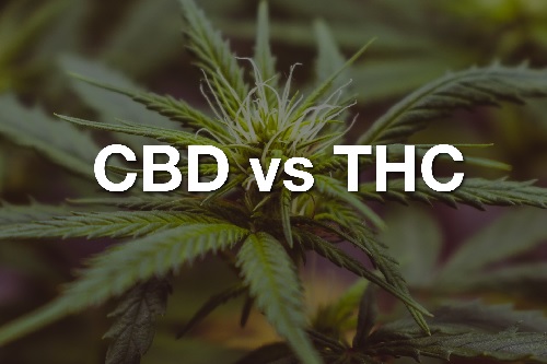 Study Finds that for Some Symptoms THC is Better than CBD in Medicinal Cannabis