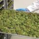 Tilray CEO Says Marijuana Legislation in America to Happen in Next 18-24 Months