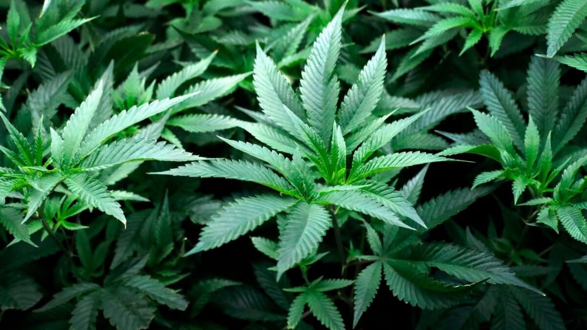 Recreational Marijuana Became Legal in New Mexico This Week