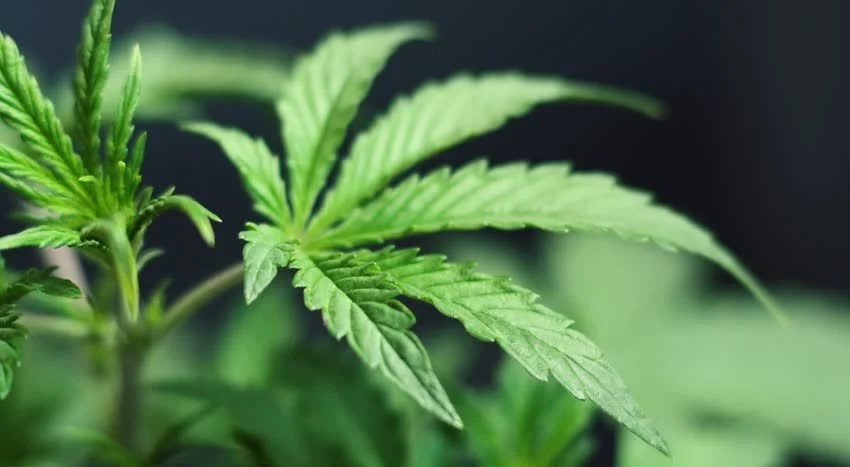 California-based Marijuana Company HERBL in Talks to Go Public