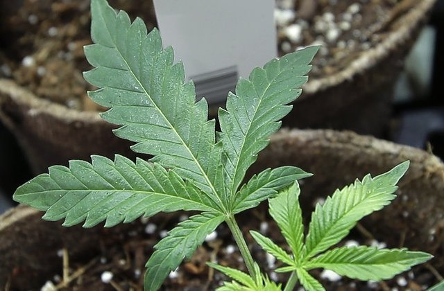 Maine’s Adult Use Marijuana Sales Passed $10M in August