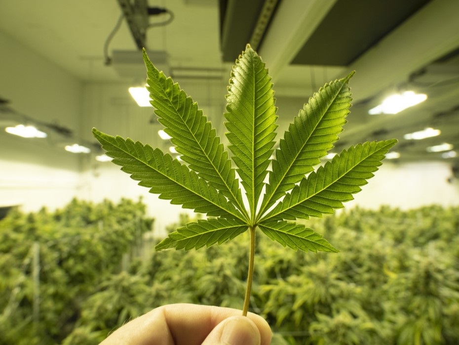 CNM to Offer Students Cannabis Course