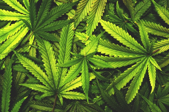 Indiana Democrats Urge For Marijuana Legislation