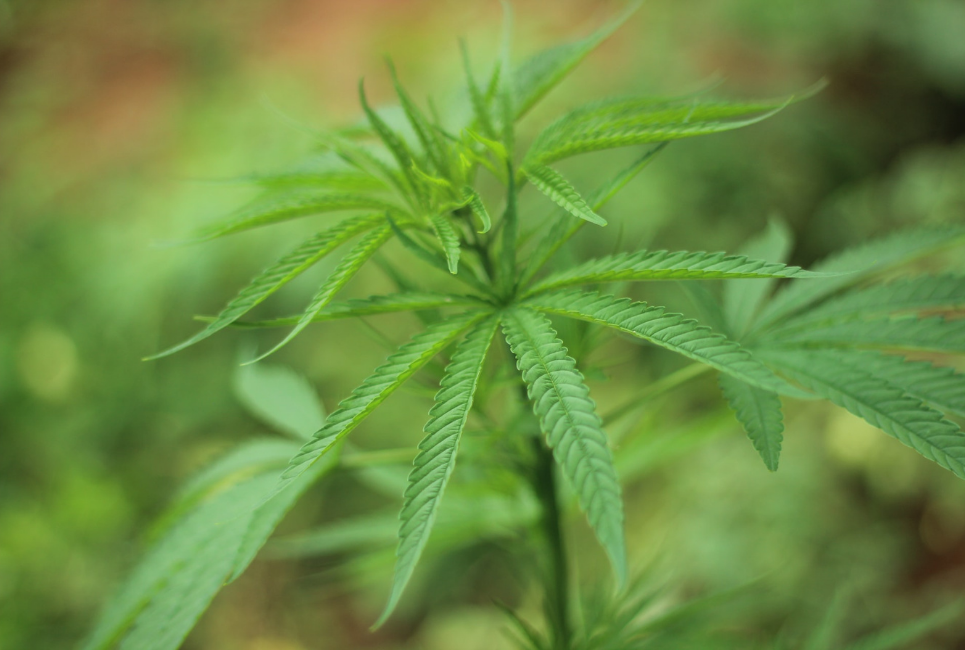 Hemp vs Cannabidiol: What’s the Difference?