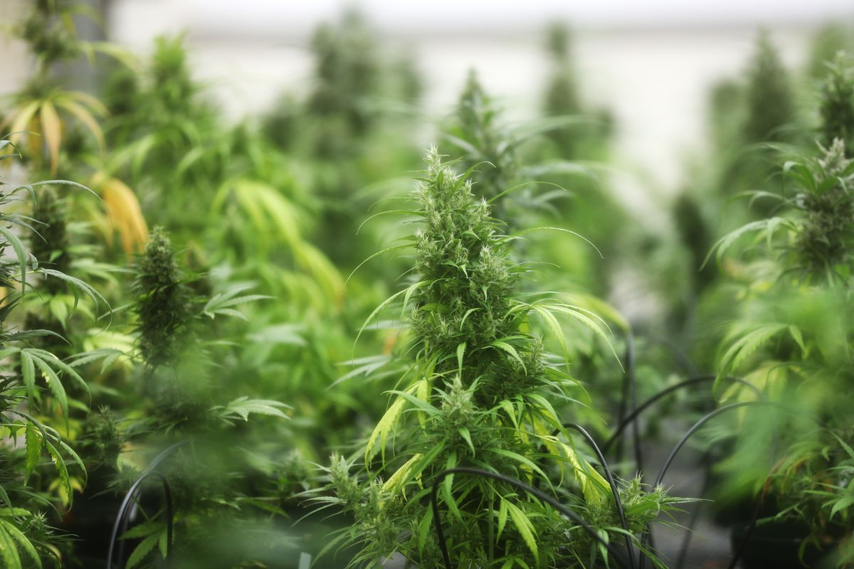 New Mexico Doubles Plant Limits for Marijuana Growers
