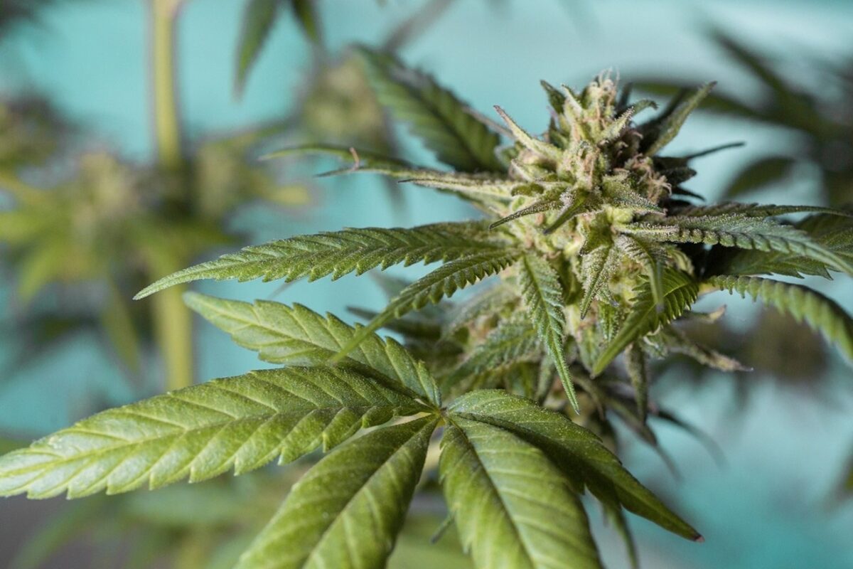 National Company to Acquire This Arizona Cannabis Operator