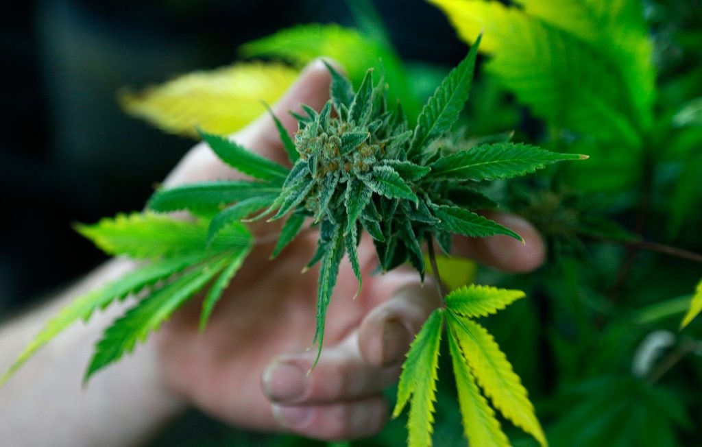 Illinois Recreational Marijuana Sales Hit Record in December