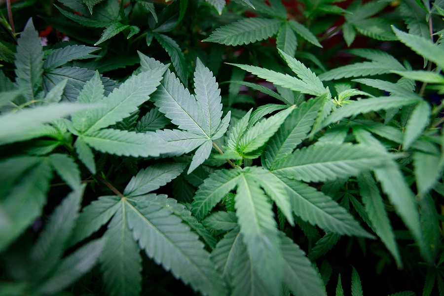 Nevada Just Suspended This Marijuana Company’s License