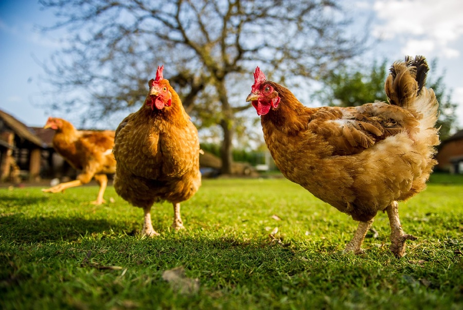 Cannabis-fed Chickens May Help Thai Farmers Do This